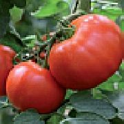 фото Малика F1 помидоры и томаты