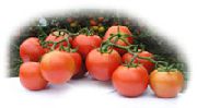 фото Саксон F1 помидоры и томаты