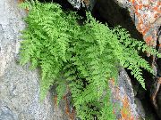 снимка светло зелено Растение Чуплива Мехур Папрат, Крехка Папрат, Чуплива Папрат