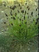 verde Azul Moor-Grass Planta foto