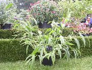 фото Щетинник (Сетария)  садовые декоративные травы
