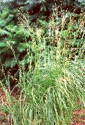 снимка светло зелено Растение Spartina, Трева Prairie Кабел