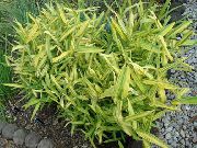 geltonas Nykštukė Balta Juostele Bambuko, Kamuro-Zasa augalas nuotrauka
