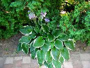 foto flerfarvet Plante Vejbred Lilje