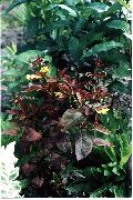 fotografija burgundy, klaret Rastlina Vijolična Obrobljen Vrbo