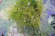 фото зелений Рослина Болотниця (Ситняг)