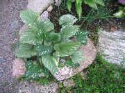 зелен Сибирски Bugloss, Фалшива Незабравки Не, Многогодишно Незабравки Не Растение снимка