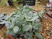 srebrnast Helichrysum, Curry Biljka, Smilje  foto
