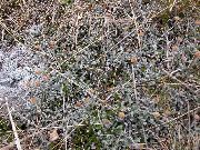 sølvfarvede New Zealand Messing Knapper Plante foto