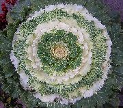 photo white Plant Flowering Cabbage, Ornamental Kale, Collard, Cole