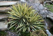 mynd multicolor Planta Nál Adams, Spoonleaf Yucca, Nál-Palm