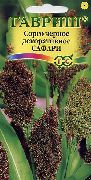 rudas Šluota Kukurūzų augalas nuotrauka