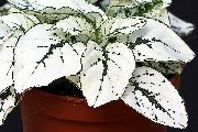 fehér Pöttyös Növény, Szeplős Arc  fénykép