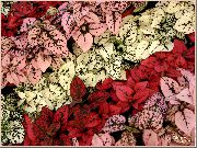 fotoğraf kırmızı Bitki Puantiyeli Tesisi, Çil Yüz