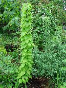 grön Dioscorea Caucasica Växt foto