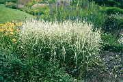 фото Канареечник тростниковый садовые декоративные травы
