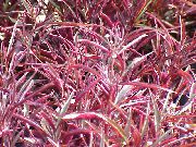 photo rouge Plante Alternanthera