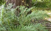žalias Virginia Grandinės Papartis augalas nuotrauka