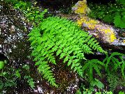 photo Woodsia Plante (les fougères)