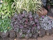 violet Heuchera, Floare De Coral, Clopote De Corali, Alumroot Plantă fotografie