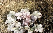 photo silvery Plant Heuchera, Coral flower, Coral Bells, Alumroot