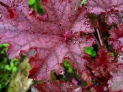 foto rød Plante Heuchera, Koral Blomst, Koral Klokker, Alunrod
