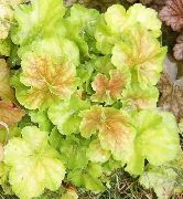 foto hell-grün Pflanze Heuchera, Korallenrote Blumen, Korallen Glocken, Alumroot