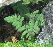 照片 绿 卉 石灰石橡木蕨类植物，香味橡木蕨类植物