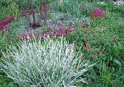 fénykép sokszínű Növény Szalag Fű, Pántlikafű, Kertész Harisnyatartó
