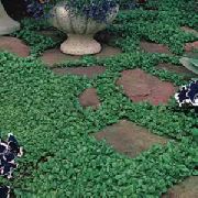 фото Дихондра садовые декоративные травы