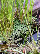 фото Азолла (Москитный папоротник) садовые декоративные травы