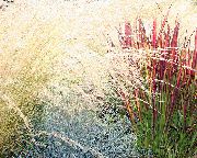 nuotrauka raudonas augalas Cogon Žolė, Satintail, Japonų Kraujo Žolė
