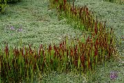 nuotrauka raudonas augalas Cogon Žolė, Satintail, Japonų Kraujo Žolė