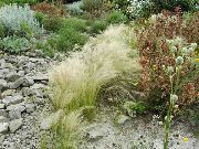 фото Ковыль перистый садовые декоративные травы