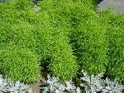 фото Кохия (Летний кипарис) садовые декоративные травы