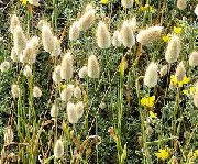 фото Лагурус (Зайцехвост) садовые декоративные травы