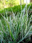 photo multicolor Plant Striped Manna Grass, Reed Manna Grass