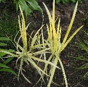 photo yellow Plant Striped Manna Grass, Reed Manna Grass
