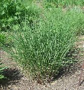 зелен Еулалия, Моминско Трева, Зебра Трева, Китайски Silvergrass Растение снимка