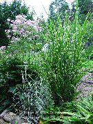 пъстър Еулалия, Моминско Трева, Зебра Трева, Китайски Silvergrass Растение снимка