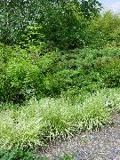 nuotrauka žalias augalas Violetinė Moor Žolė