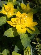 foto gelb Pflanze Kissen Wolfsmilch