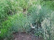 фото Овсец садовые декоративные травы