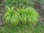 foto zelena Biljka Carex, Šaš