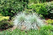 foto sølvfarvede Plante New Zealand Hår Sedge