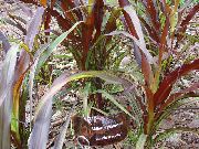 винен Китайският Фонтан Трева, Pennisetum Растение снимка