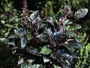 снимка тъмнозелено Растение Босилек
