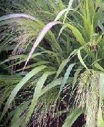 снимка светло зелено Растение Обичам Трева