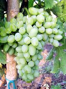 фото Баклановский виноград