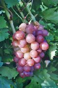 фото Блестящий виноград